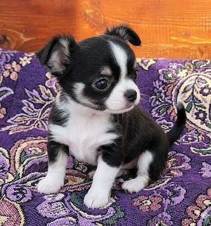 Chihuahua-Welpen