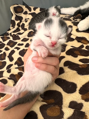 Europäische kurzhaarkatze  Bild 2