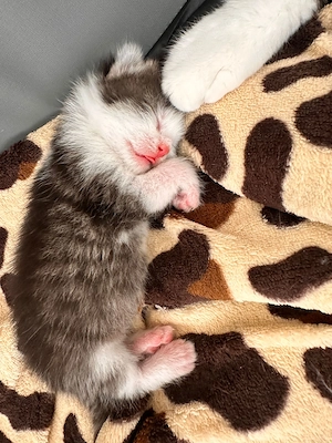 Europäische kurzhaarkatze  Bild 4