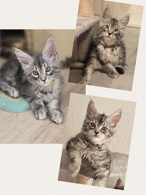 Reinrassige Maine Coon Kitten 