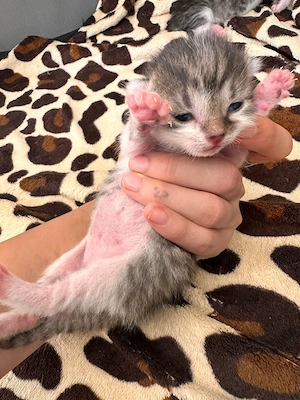 Europäische kurzhaarkatze 