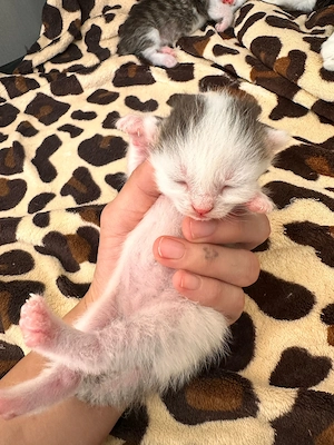 Europäische kurzhaarkatze  Bild 3