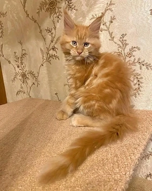 Zwei kleine, süße Maine-Coon-Kätzchen, ein männliches und ein weibliches.