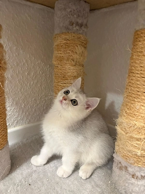 British Kurzhaar   liebevolle Katzen suchen ein neues Zuhause
