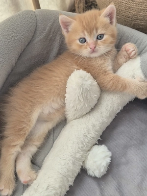 Süße BKH kitten 