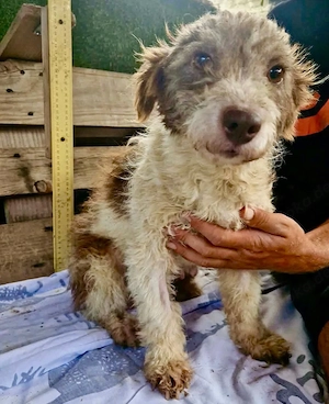 Yuki, kleines Mäuschen sucht ihre Familie