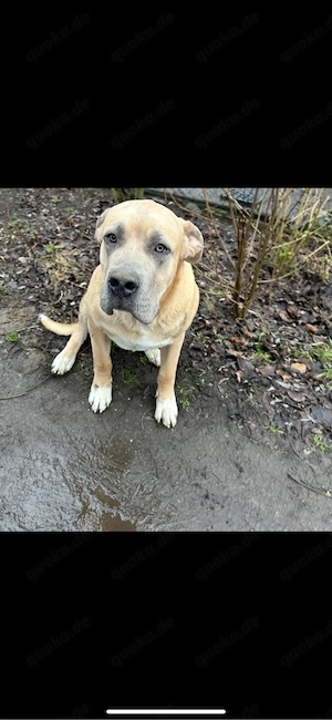 Deutsche-Dogge Cane Corso Junghund