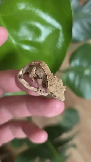 kronengecko 100% het axanthic Crested gecko 