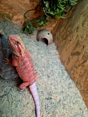 Farb-Bartagamen Jungtiere (pogona vitticeps) NZ 05 2026 Red Hypo blue Tiger 