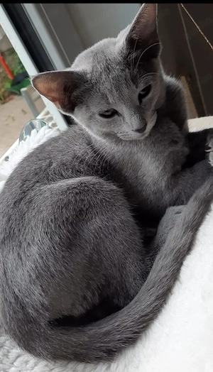 russisch blau kitten