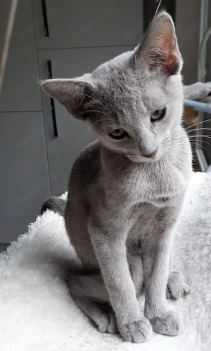 russisch blau kitten