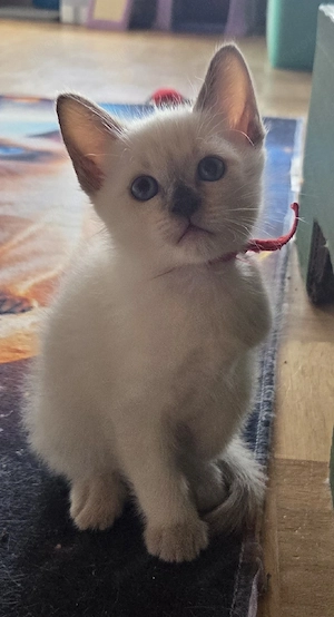 Siamkitten Thaikitten Lilac und Chocolate Point  Bild 4