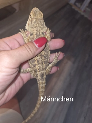 Farb-Bartagamen Jungtiere (pogona vitticeps) NZ 05 2026 Bild 7