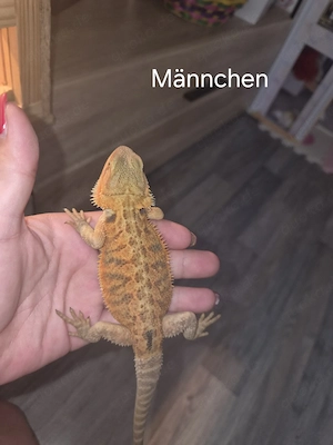 Farb-Bartagamen Jungtiere (pogona vitticeps) NZ 05 2026 Bild 5