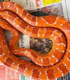 1.0 Zuchtreif Kornnatter