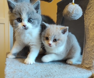 Zauberhafte BKH Kitten reinrassig
