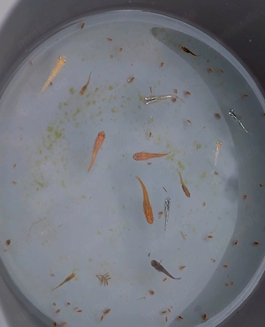 Medaka Jungfische und verschiedene Aquariumschnecken azugeben