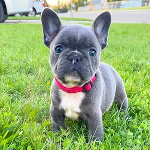 Zuckersüße Französische Bulldoggen Hündin 14 Wochen Alt Bild 2