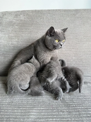 Britisch Kurzhaar in blau reinrassig Kitten Bild 9