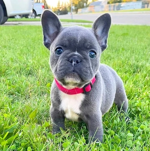 Zuckersüße Französische Bulldoggen Hündin 14 Wochen Alt Bild 3