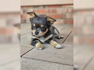 Chihuahua-WelpenChihuahua-Welpen 