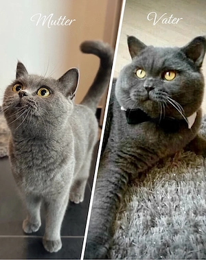 Britisch Kurzhaar in blau reinrassig Kitten Bild 10