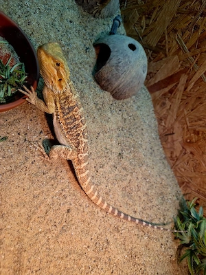 Farb-Bartagamen Jungtier ( pogona vitticeps) NZ 04 2026 Weibchen  