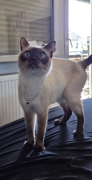 Siamkitten Thaikitten Lilac und Chocolate Point  Bild 7