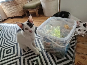2 Kitten die aber Garten auch gewohnt sind