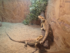 Farb-Bartagamen Jungtiere ( pogona vitticeps) NZ 04 2026 Weibchen , nur noch 2 Stück  