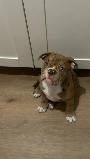 Verkaufe Old English Bulldog 