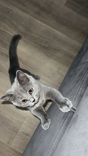 Kitten weiblich 