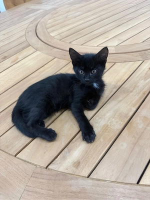     Babykatze  Bild 2