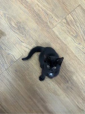     Babykatze  Bild 3
