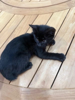     Babykatze  Bild 4