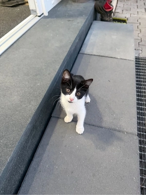     Babykatze