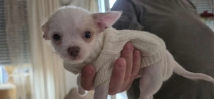 Mini Chihuahua welpen 