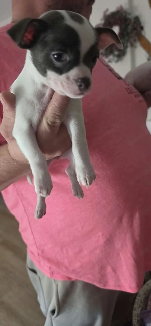Mini Chihuahua 
