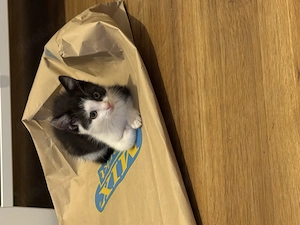 Baby Katze abzugeben VB