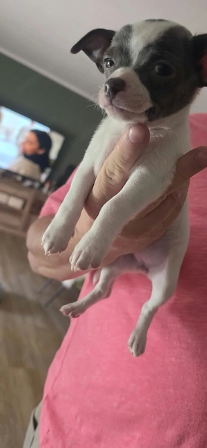 Mini Chihuahua 