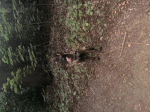 11 Monate malinois
