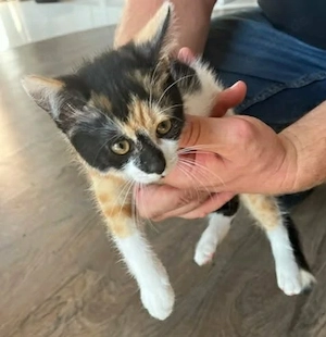 Babykatzen abzugeben