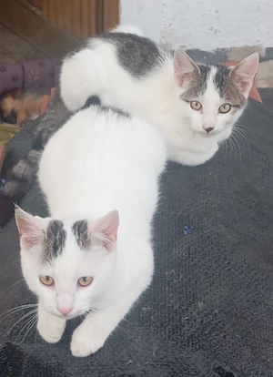 Baby Katze Kitte