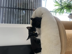 Wunderschöne Katzendame (ca. 1 Jahr alt) sucht Zuhause 