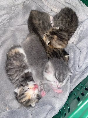 babykatzen 