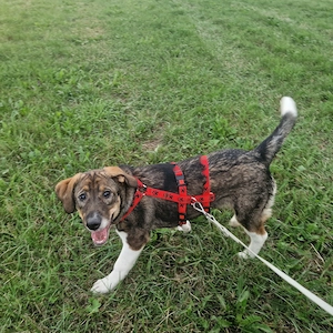 Welpe Puppy, wird ca. 60-65 cm