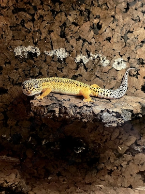 0.1 leopardgecko pos giant Lemon frost
