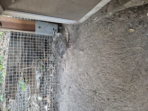 Wachtel Hahn abzugeben 
