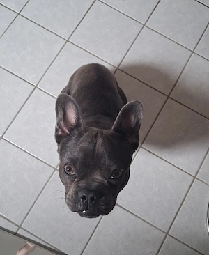 Französische Bulldogge 