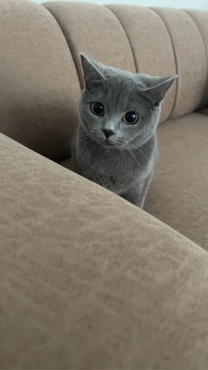 BKH Katze weiblich
